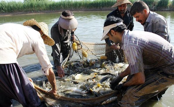 «استخرهای گیلان» کارخانه طبیعی ماهیان گرم آبی