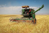 پیش‌بینی برداشت بیش از ۲۱ هزار تن گندم و جو از مزارع گیلان