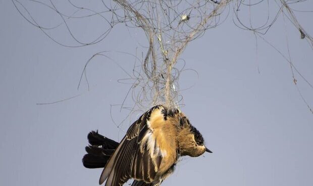 ممنوعیت هرگونه شکار پرندگان وحشی در زیستگاههای گیلان ممنوعیت هرگونه شکار پرندگان وحشی در زیستگاههای گیلان