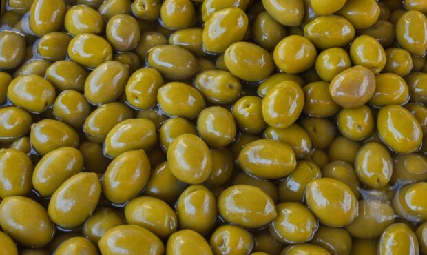 برداشت ۱۸ هزار تن زیتون در رودبار برداشت ۱۸ هزار تن زیتون در رودبار