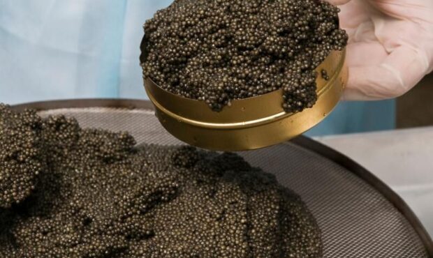 ثبت رکورد تولید خاویار در آستارا