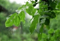 کاهش دما و وزش باد شدید در گیلان